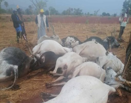 Natural Disaster: How Thunder Killed Herder, Cows In Southern Kaduna