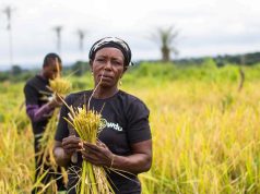 “Farming Costs at Record Highs and Market Prices at Rock Bottom” – Farmers Across Nigeria Describe This Year’s Harvest as One Without Hope
