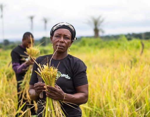 “Farming Costs at Record Highs and Market Prices at Rock Bottom” – Farmers Across Nigeria Describe This Year’s Harvest as One Without Hope